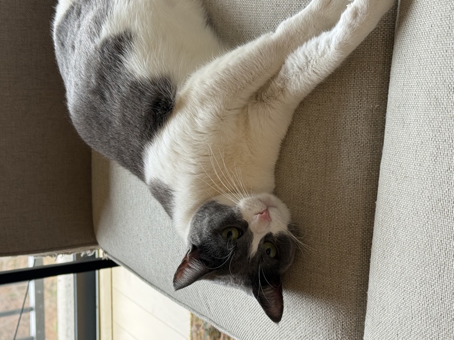 Cat photo