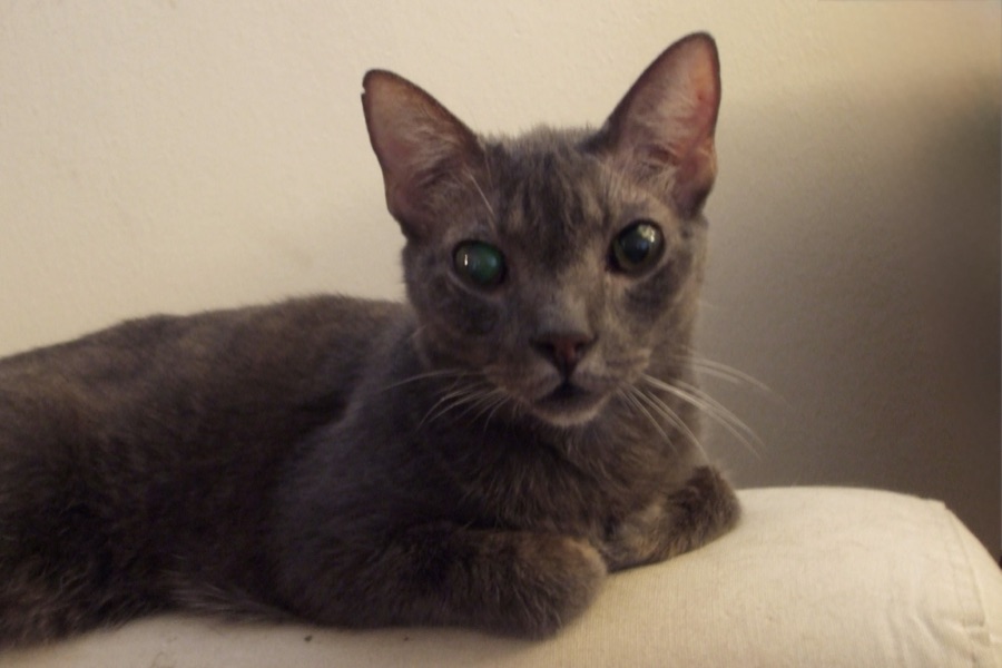 Cat photo